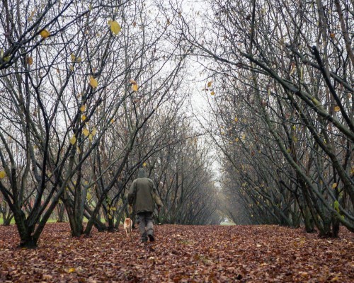 Caccia al tartufo bianco nelle Crete senesi