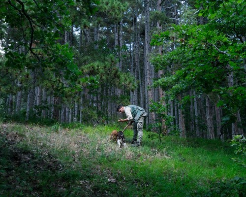Caccia al tartufo nelle Crete senesi