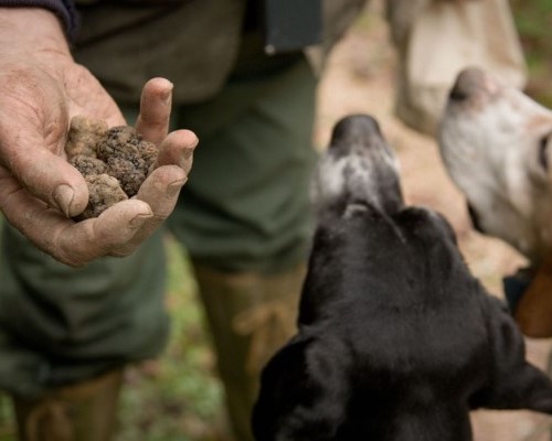 Chiantishire. Caccia al tartufo per 12 persone