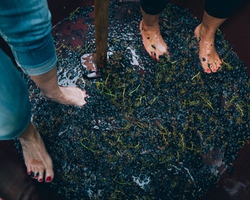 Chiantishire. Grape stomping for 12 pax