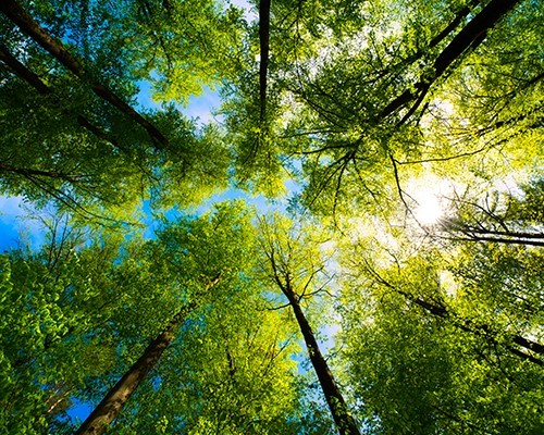 Shinrin Yoku: Esperienza di Bagno nella Foresta