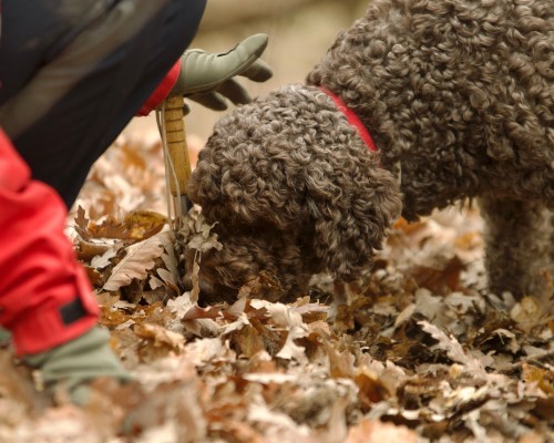 Caccia al Tartufo a Orvieto