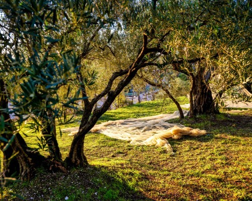 Visita al Frantoio e degustazione olio EVO