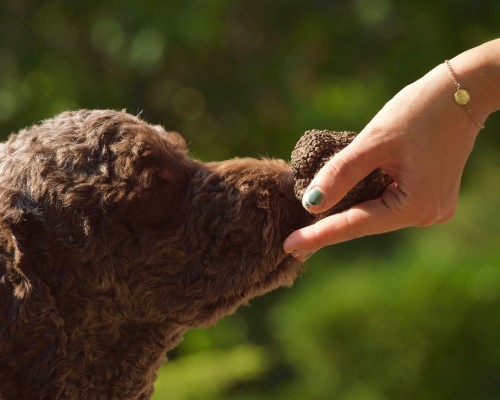 Spring truffle hunting in the Crete Senesi