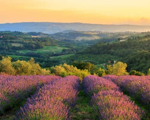 San Gimignano, saffron & Vernaccia wines