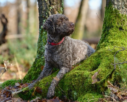 Esclusiva caccia al tartufo con pranzo e degustazione