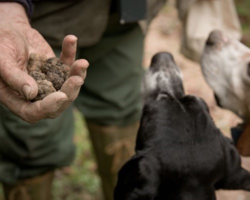 Chiantishire. Truffle Hunting for 6 people