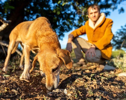 Esclusiva Caccia al Tartufo in Alta Umbria