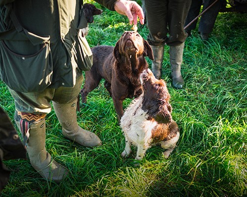 Truffle Hunting Adventure in the Heart of Piedmont