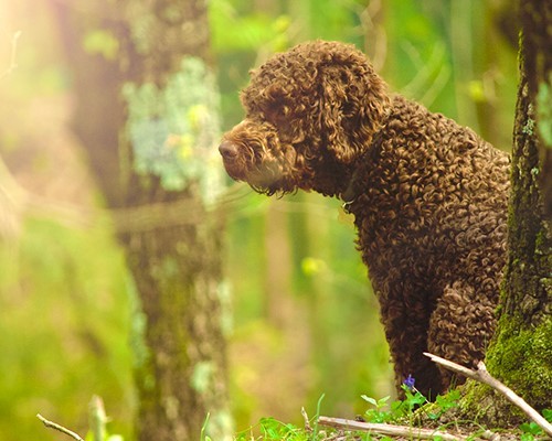 Truffle Hunting With Wine Tasting In Chianti