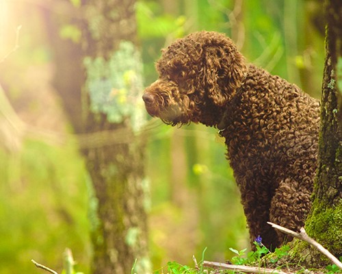 Exclusive Truffle Hunting with Truffle Sommelier