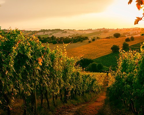 Degustazione e visite in Due Cantine