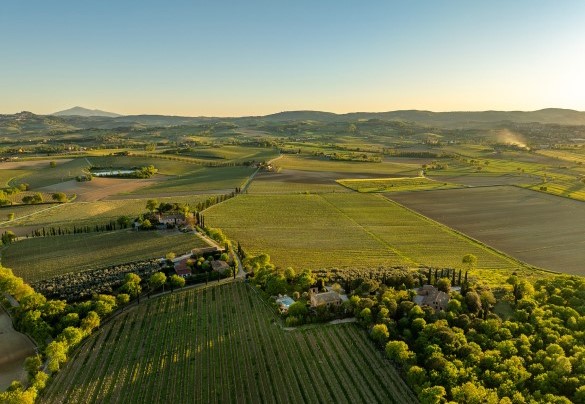 Nel cuore della Val di Chiana e a pochi chilometri dal borgo storico di Montepulciano - Sangiovese