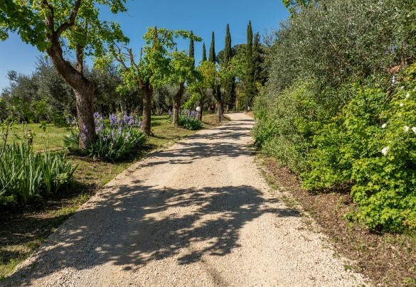 Viale di accesso alla proprietà  - Sangiovese