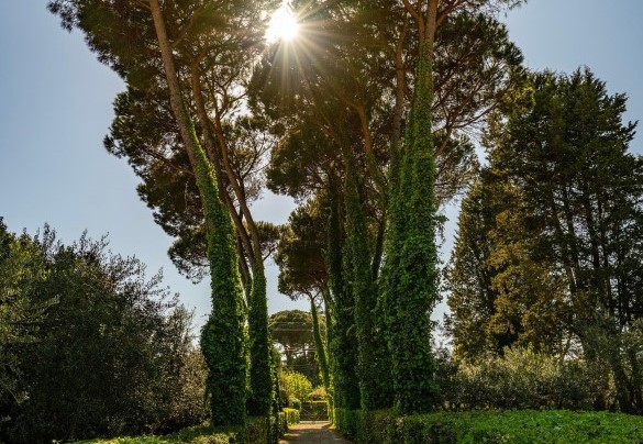 The gravel driveway shaded by pine trees - Villa Corte Sant’Anna